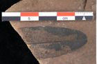 Foto (Detailansicht) von Sphaeria daphnes Ettingshausen (NHMW-GEO-2024-0188-0031)